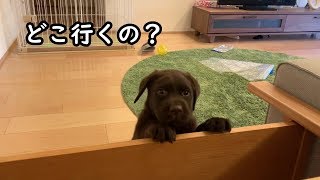 ついてくる【ラブラドールレトリバー／子犬／生後2か月】