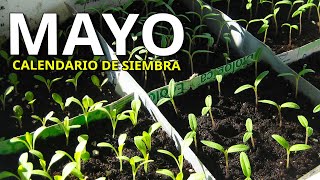 Que SEMBRAR y PLANTAR en MAYO… Huerto ➕️ Aromáticas ➕️ Flores ( Calendario de Siembra)