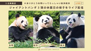 【アーカイブ配信（1月25日）】休園日のジャイアントパンダ「永明（えいめい）」