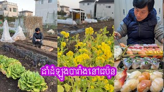 ចាប់ផ្តេីមដាំដំឡូងបារាំងនៅសួនក្រោយផ្ទះស្រុកជប៉ុន