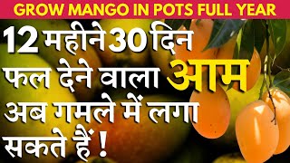 12 महीने 30 दिन फल देने वाला आम अब गमले में लगा सकते हैं ! ||  GET HEAVY FRUITING IN MANGO AT HOME