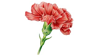 초보를 위한 보태니컬 아트 | 카네이션 그리기 | Drawing Carnation | Botanical Art