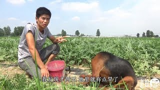 农村地里常见的这种野菜，大哥清炒一盘，清脆爽口好吃的抬不起头