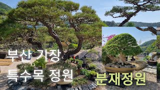 특수목들과 수격 높은 분재들로만 만든 정원을 소개해 드리겠습니다/분재정원/특수목정원