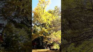 高山不動尊 大イチョウ・奥ノ院までの紅葉 埼玉県飯能市