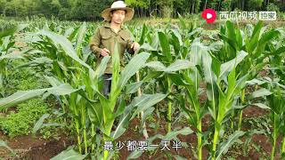 山锅兄弟：独居竹林深处自食其力，玉米地翻土除草，生活简单却充实