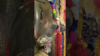 Elephant 🐘 Uregimpu Mettuguda Ayyappa swamy Devasthanam ❤️🙏 Mandala Pooja 2022 🙏 #ayyappa #elephant