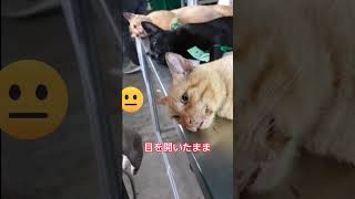 【観覧注意】猫ちゃんの衝撃過ぎる映像 #ねこ #ネコ #猫