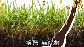 虫草到底是草还是草  冬虫夏草 Cordyceps sinensis TDFC 51