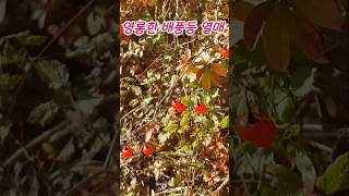 겨울에 빛나는 영롱한 구슬 배풍등 열매 #plants