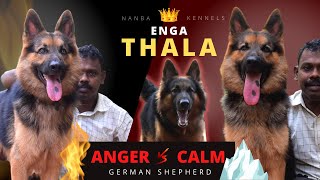 Engal Kanyakumariyin German Shepherd | Angry and Calm Habits |  Review of bush coat - Nanba kennels