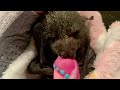 Rescuing a baby flying-fox;  this is Strawberry Daiquiri