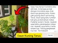 Solusi Daun Monstera Hangus Kuning Gugur • Cara Merawat Monstera • Cara Memperbanyak Monstera