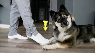 "Accidentally" Stepping on my Dogs Foot to Many Times!
