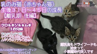 乳のみ猫（赤ちゃん猫）生後31日保護～45日の成長。【離乳期期 後編】小悪魔時代に入る❤離乳食もドライフード食べはじめました❤2024年9月2日保護