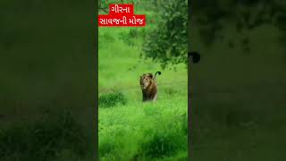 ગાંડી ગીરના સાવજની મોજ