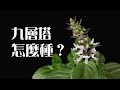 九層塔Basil怎麼種 | 為何九層塔很快就掛掉？《葛斯怎麼種》19 | 請至說明欄的連結觀看調整過音量的影片喔！