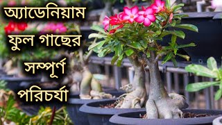 অ্যাডেনিয়াম বা মরুগোলাপ ফুল গাছের পরিচর্যা।। Adenium ful gacher porichorja... Adenium plant care