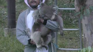 コアラのお迎えタイム (天王寺動物園) 2017年11月3日