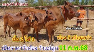 เปิดราคาวัวท้อง วัวเเม่ลูก (11ก.พ.68)ป้าแดง บ.ห้วยงูเหลือม จ.อำนาจเจริญ