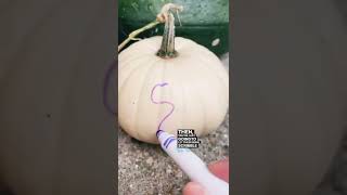 Easy Toddler Pumpkin Activity for Busy Parents #toddleractivities #toddlers #toddlermom #toddlerhack