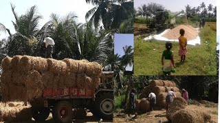 நெல் அறுவடை முதல் வைக்கோல் போர் வரை /கொக்கு கூட்டம்கொலுத்தும் வெயில்/Tinuvum Thanuvum/ village vlogs