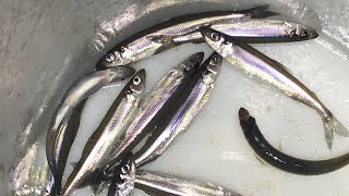 Ice Fishing Tournament, Smelt Fishing, Goose Hunt; Michigan Out of Doors TV #2207