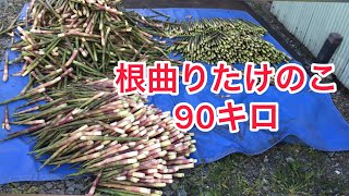 視聴者感謝企画！根曲りたけのこを1日で100キロ採るぞチャレンジ2！さてさてどんなだったのかな？説明欄もご覧ください