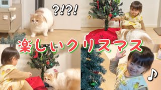 【赤ちゃんと猫】クリスマスツリー飾ったらテンション上がっちゃったwww