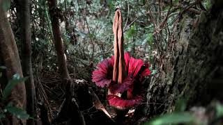 The Rare and Putrid Bloom: A Titan Arum Rises at Mount Holyoke College