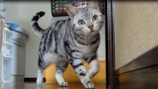 火がついたように泣き出した猫～母ちゃんおいてかないで！-Don't say Goodbye, Mom! Cat began to cry