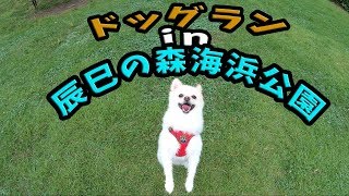 【ドッグラン】飼い主をぬか喜びさせるフェイントを身につけたびびさん【辰巳の森海浜公園】