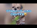 ヨウムほーちゃんタイハクオウムがっちとインコとわんこたちとの日常