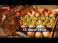 harga telur ayam 15 maret 2023 || update harga telur ayam