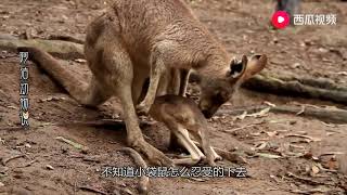 女子作死翻开袋鼠的育儿袋，真的让人开眼界，镜头拍下了过程