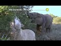 viasat nature scandinavia wild and woolly an elephant and his sheep promo