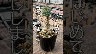 【タネから多肉】夏の最弱多肉！ついに冬を迎えました #shorts  #エケベリア #観葉植物 #succulent