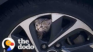 Kitten Stuck In A Car Runs Up To Woman And Asks To Be Rescued | The Dodo Foster Diaries