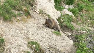 Co zrobi świstak, gdy usłyszy gwizdanie? What will marmot do after someone's whistle?