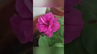 double petal Petunia plant for sale 9744299596