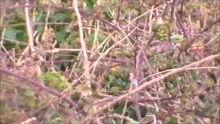 Dusky Warbler - Dorset