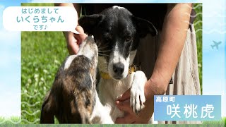 【高原町】犬猫見つけ隊！いくらちゃん