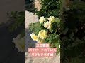 shorts ハピネスパーク 樹木葬 交野市 枚方市