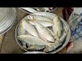 পদ্মা নদীর তাজা মাছের নিলাম জাজিরা পালের চর হাট wholesale fish market beside padma river