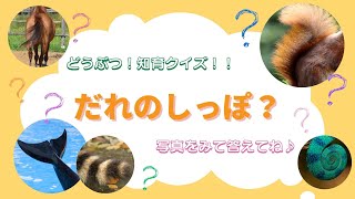 【動物クイズ】だれのしっぽ？？　＃知育