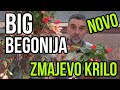 Big begonija-biljka za osunčane prostore