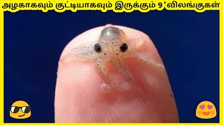 அழகான சிறிய விலங்குகள் I Nine Beautiful Smallest Animals In The World I Info Share Tamil