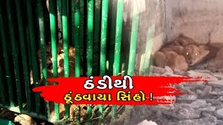 Viral Truth: ઠંડીની અસરને લઈને Amreli  નજીકના રાયડી ગામમાં 4 સિંહબાળો એક સ્કૂલમાં જઈને લપાઈ ગયા