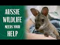 Australia's Bushfires and Drought have left Wildlife in Crisis