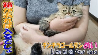 箱があったら入るでしょ？チンチラゴールデン「めい」 Life With Four Cats084 #猫 #ねこ #ペルシャ